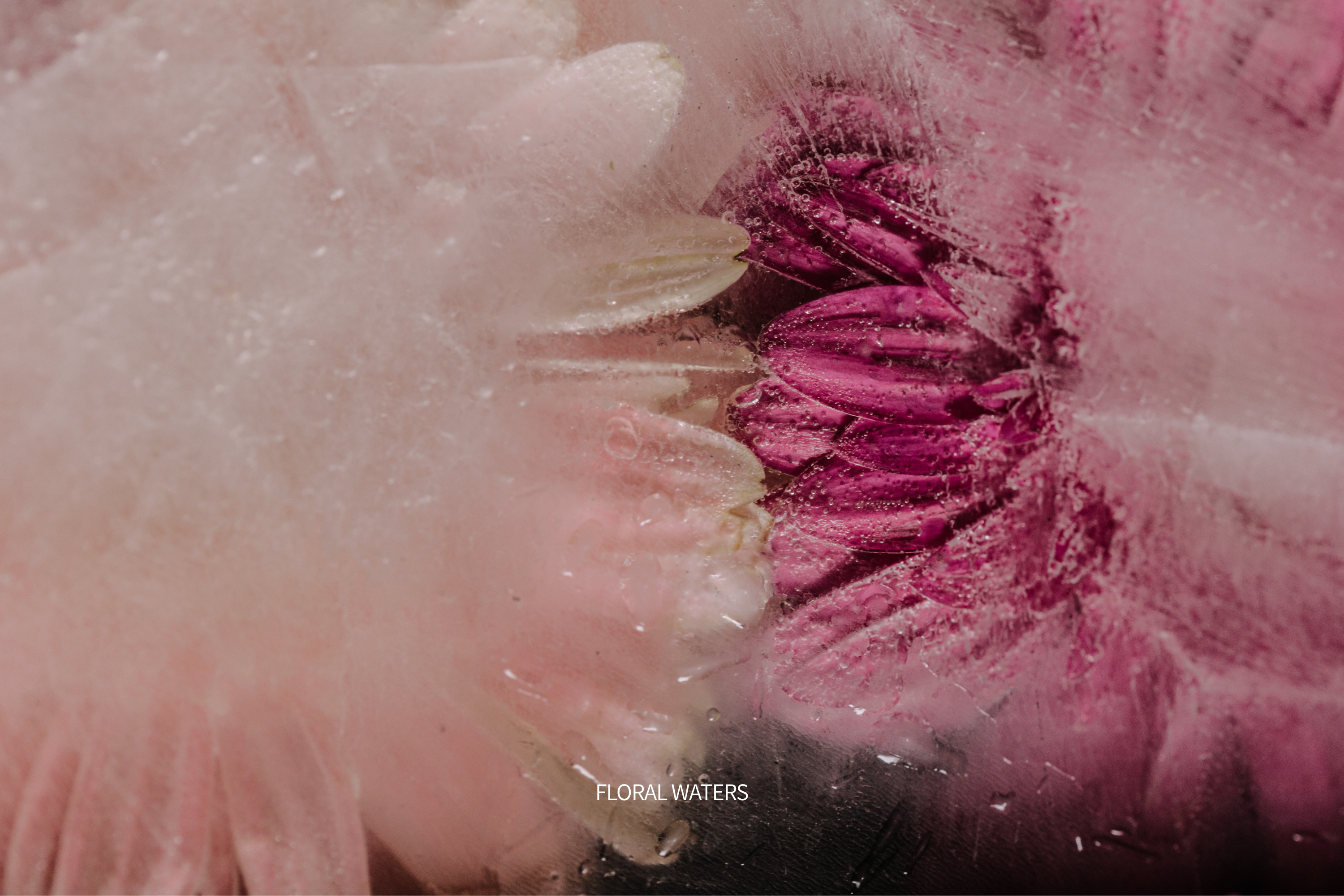 Aromanesque - Close-up of a pink flower with visible stamens and petals, branded 'Floral Waters'.