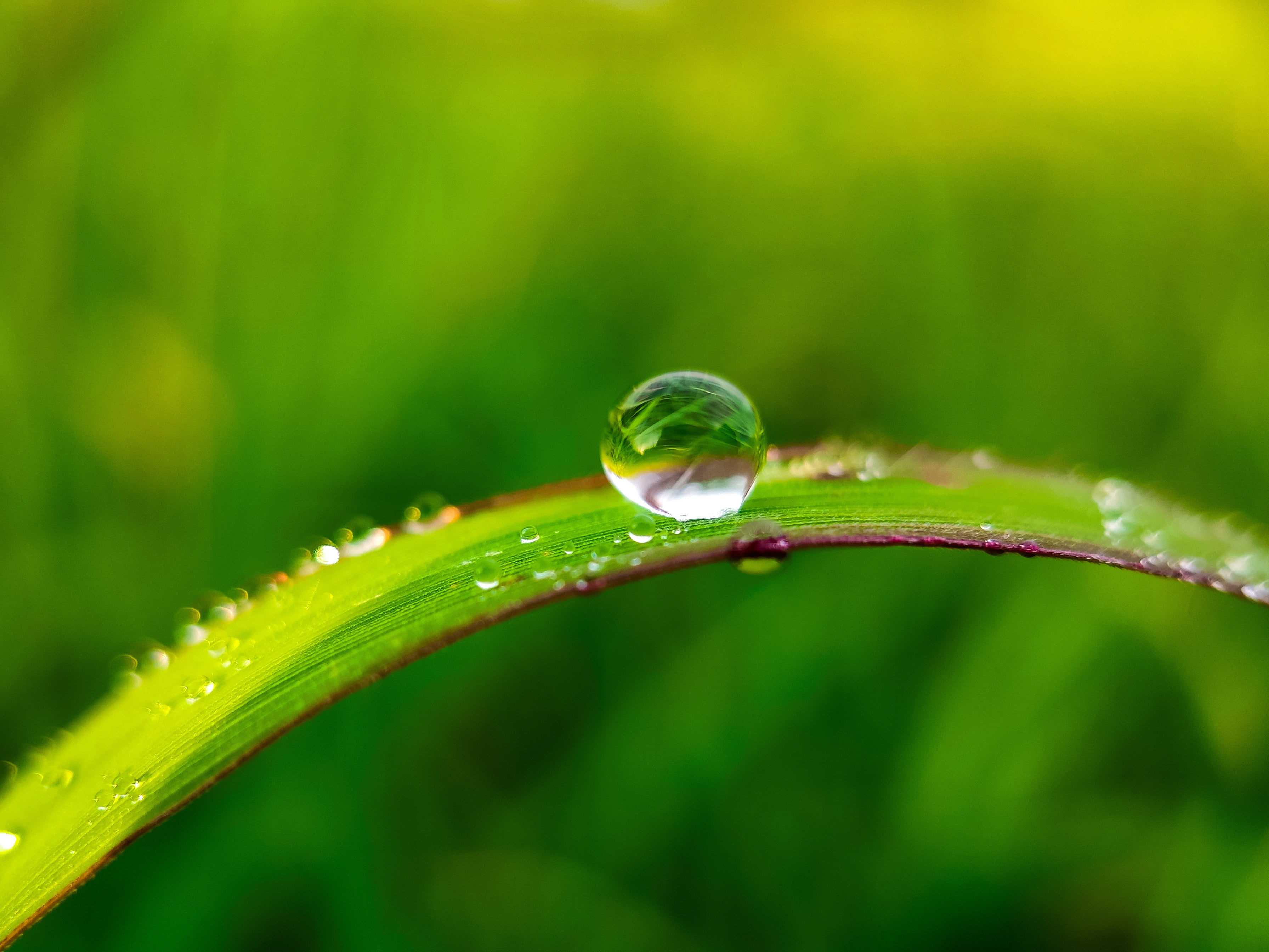 Aromanesque - Clean Beauty - Ecocert-certified Natural and Organic Skincare